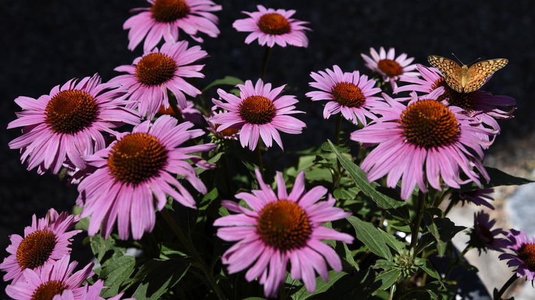 Butterfly on purple coneflowers