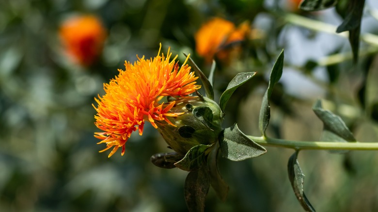 Orange safflower 