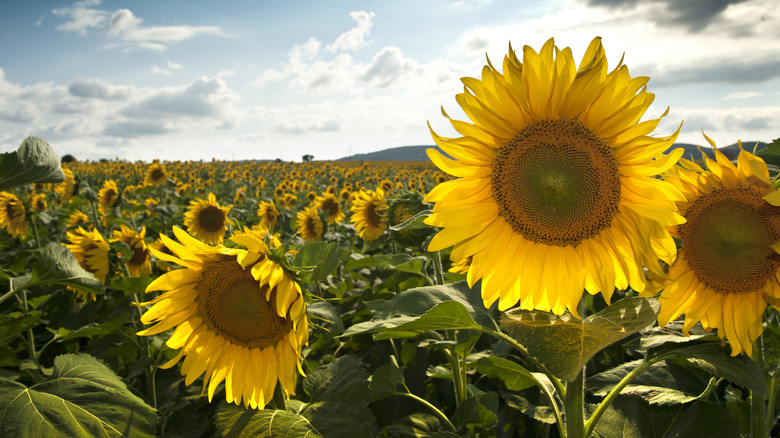 Sunflowers in a field