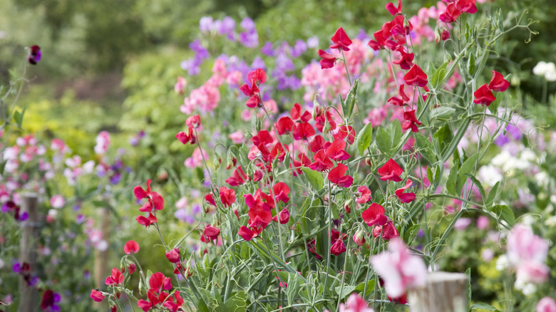 Sweet pea flowers