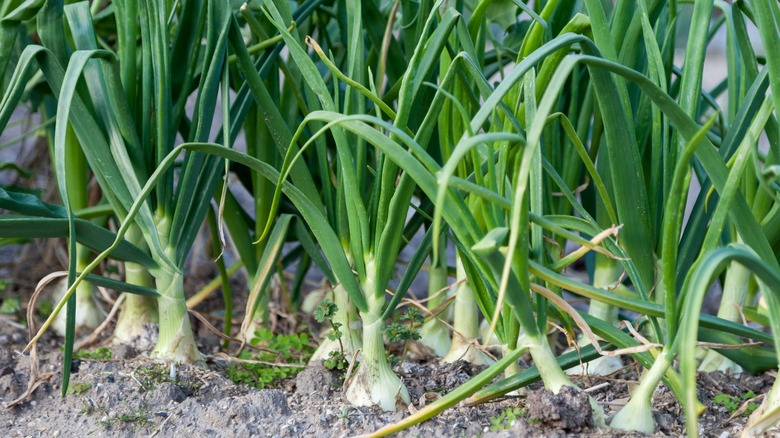 Garlic growing in the garden 