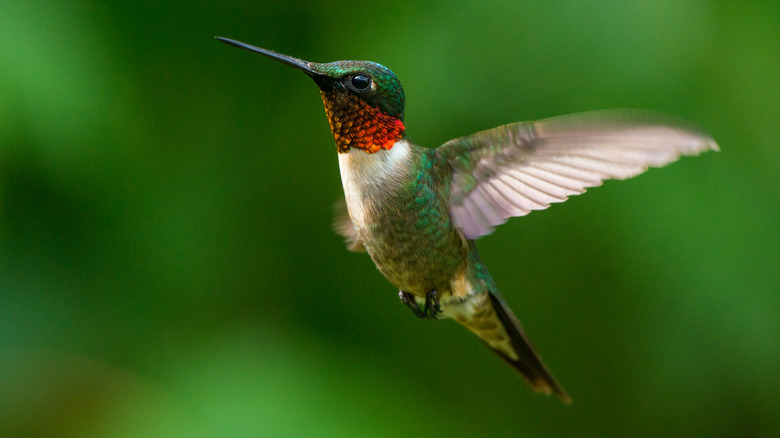 Hummingbird in flight