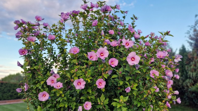 Flowering rose of sharon