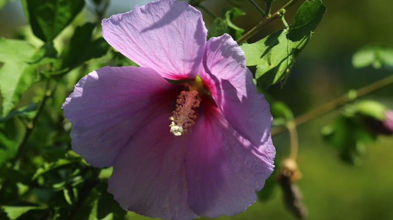 Minerva rose of sharon