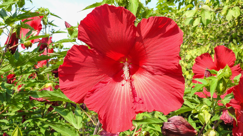 Hardy hibiscus