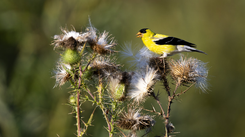 goldfinch with thistle