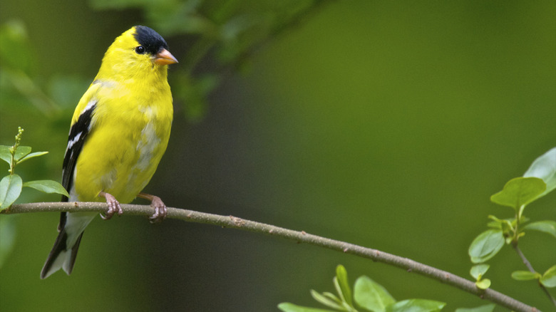 goldfinch sitting on branch