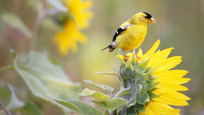 goldfinch on a sunflower