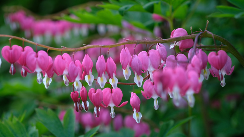 pink dicentra (bleeding heart)