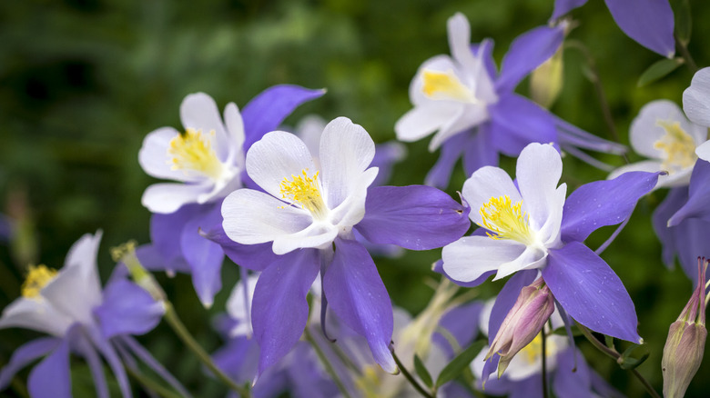 blue and white columbines