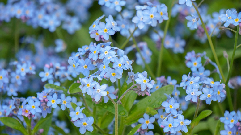 blue Forget-me-nots