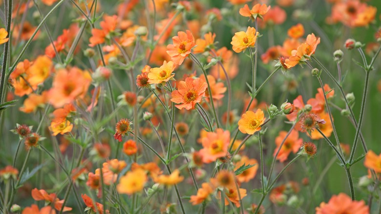 orange geum flowers