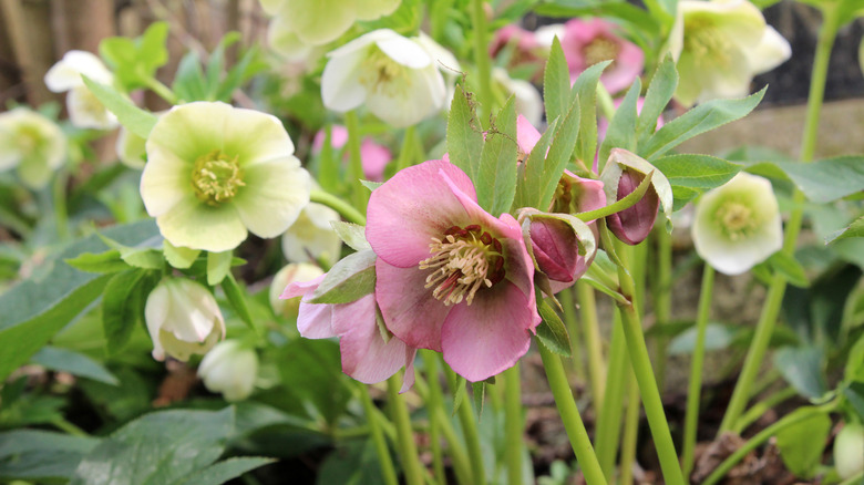 multicolored hellebores