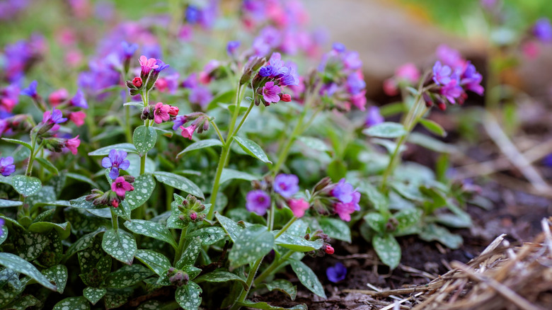 lungwort