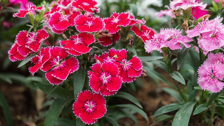 dianthus/pinks