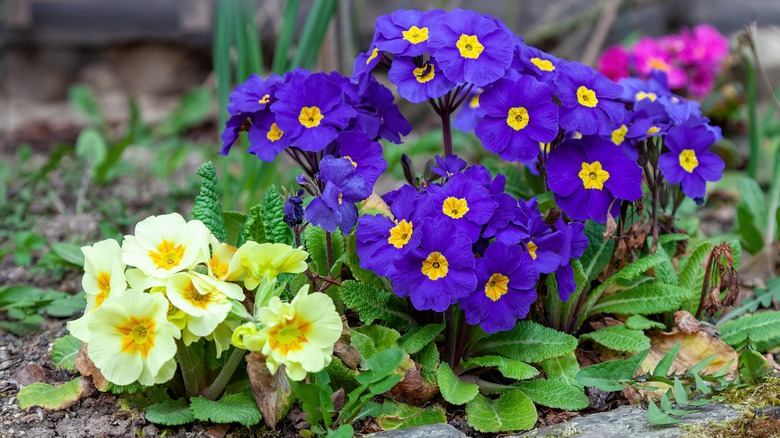 mixed colors of primroses