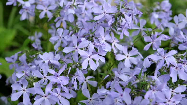 pale blue woodland phlox