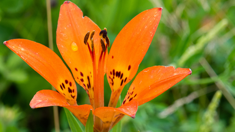 orange woody lily in garden