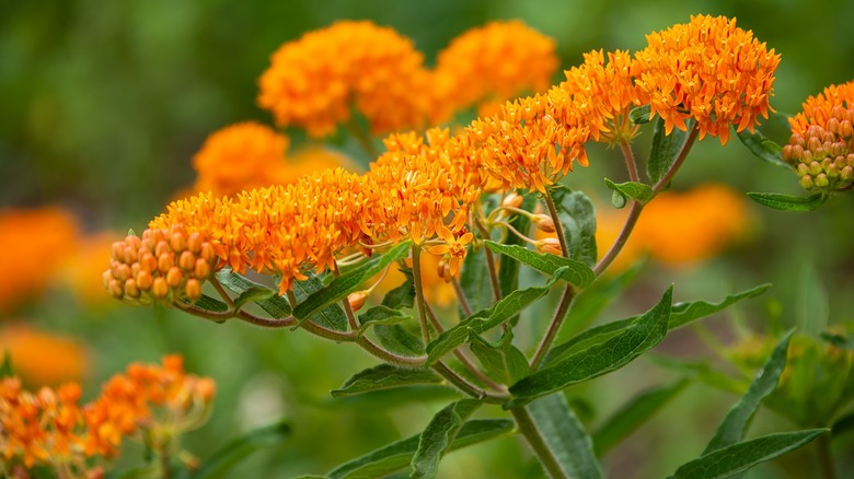 orange butterfly milkweed