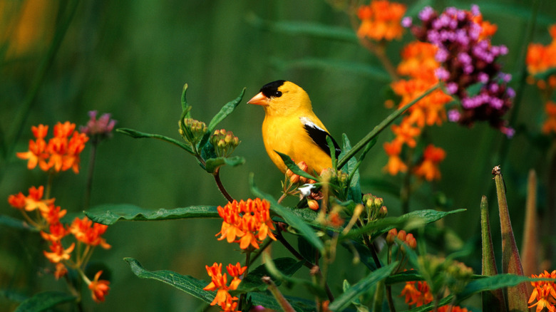 goldfinch and butterfly milkweed