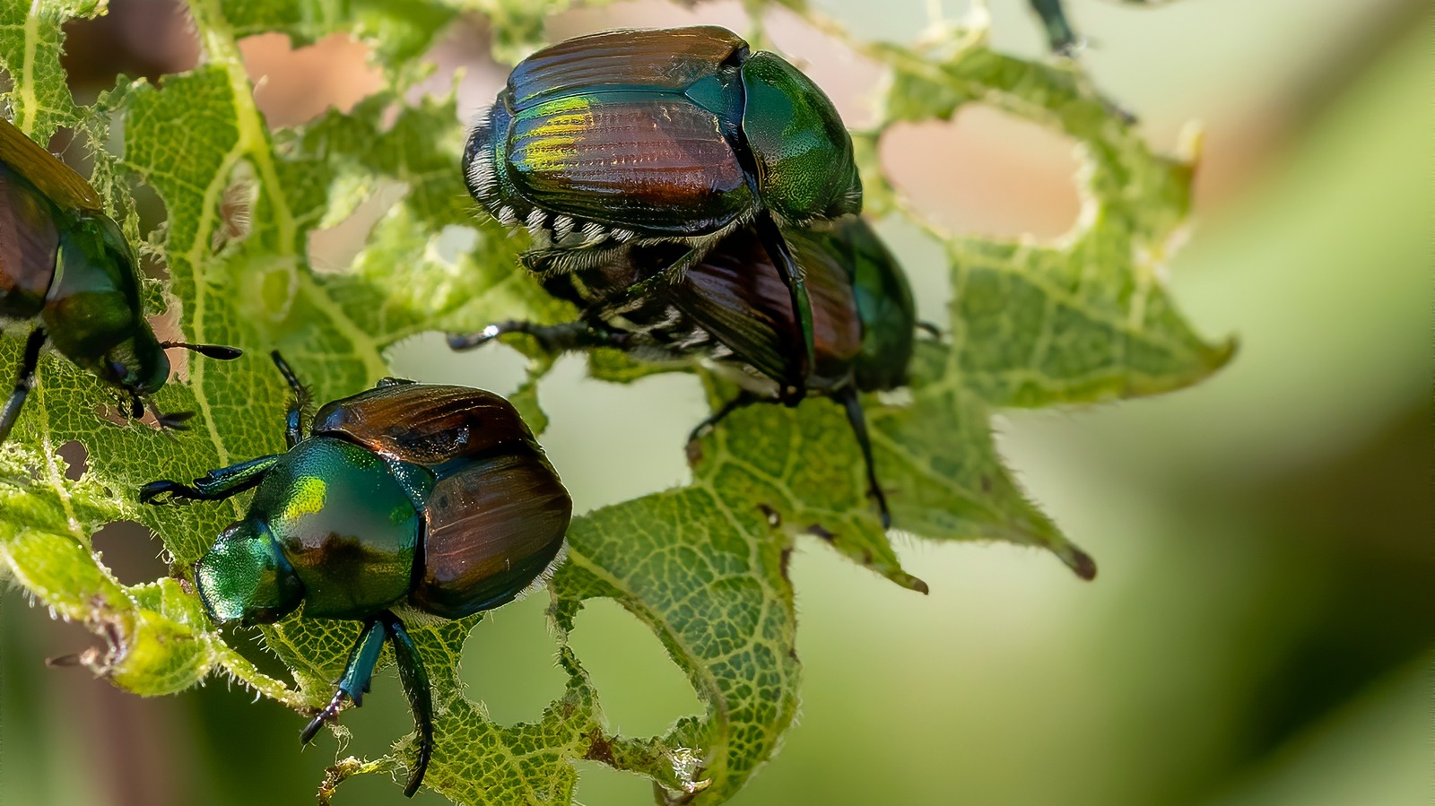 how-do-i-get-rid-of-japanese-beetles-in-my-yard