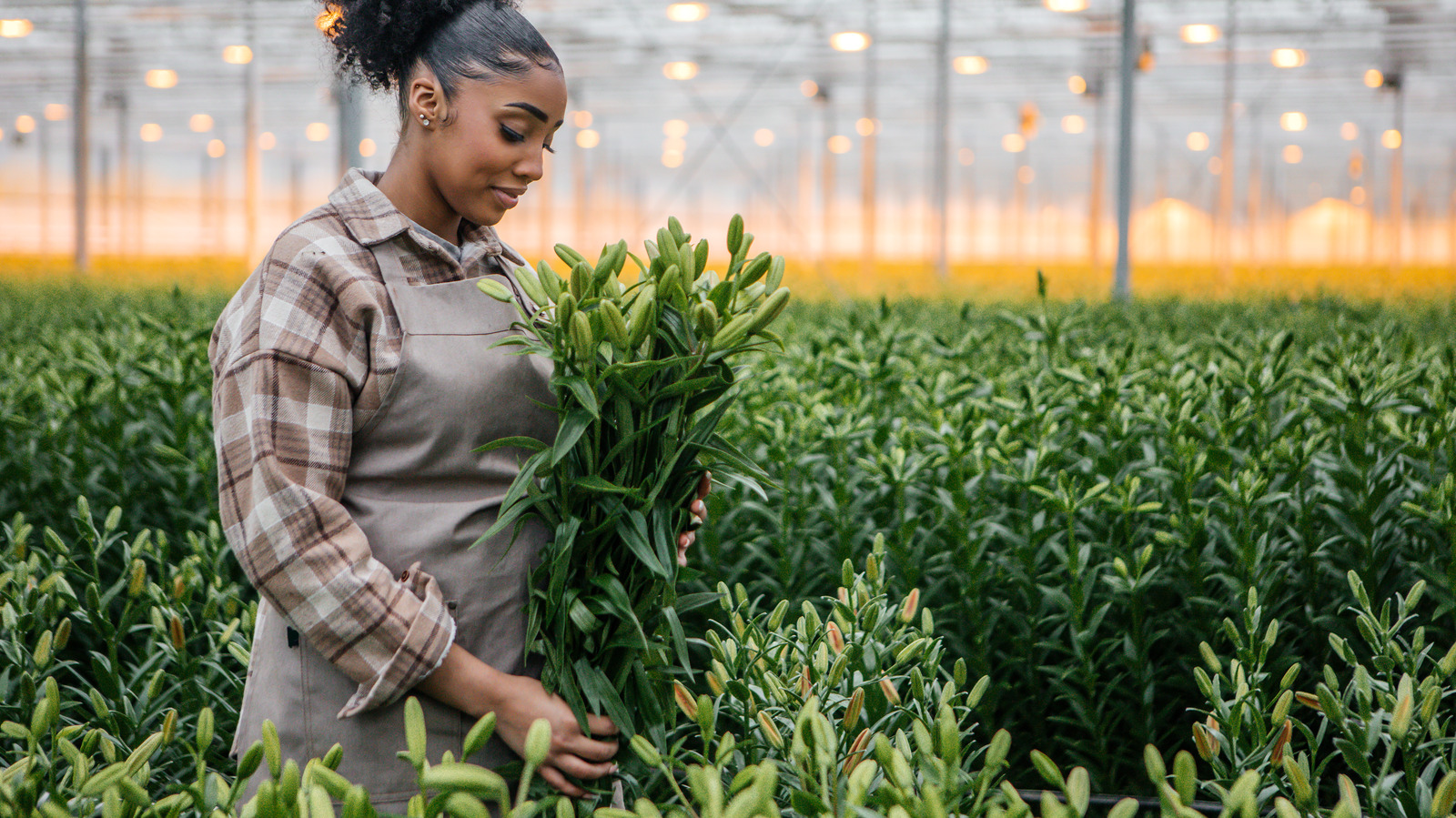 Plant This Deep-colored Lily To Add A Moody Vibe To Your Garden