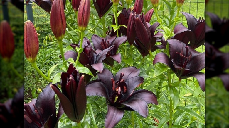 Night Rider lilies in bloom