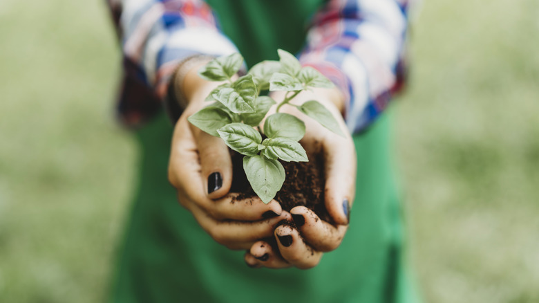 Woman holds basil plant in dirt