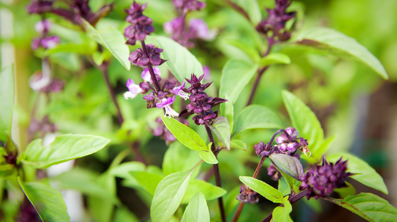 Thai basil plant in garden