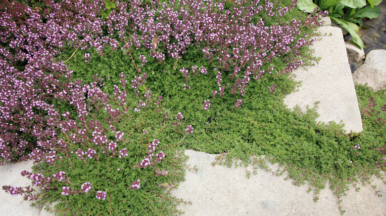 creeping thyme with blooms