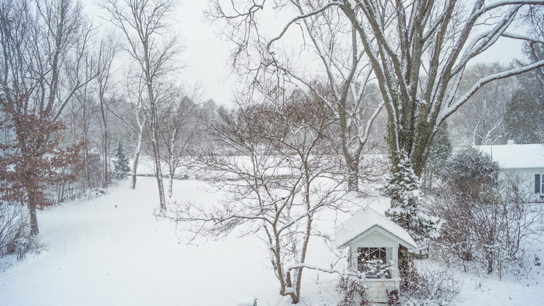 A backyard in winter with snow-covered trees