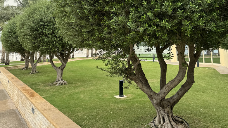 A row of chaste trees with multiple trunks and full foliage