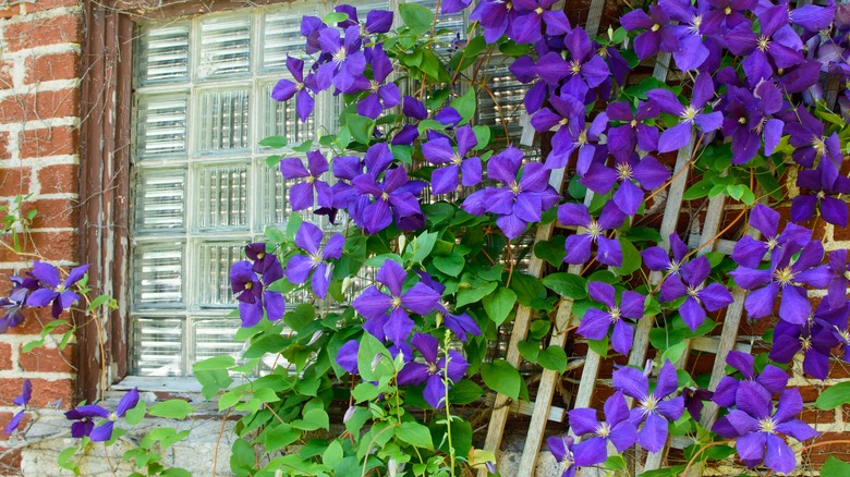 purple clematis