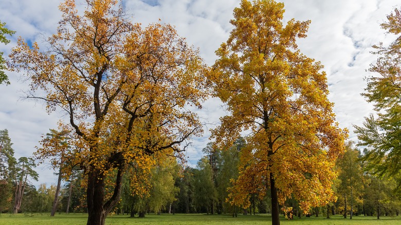 Tulip trees in bloom