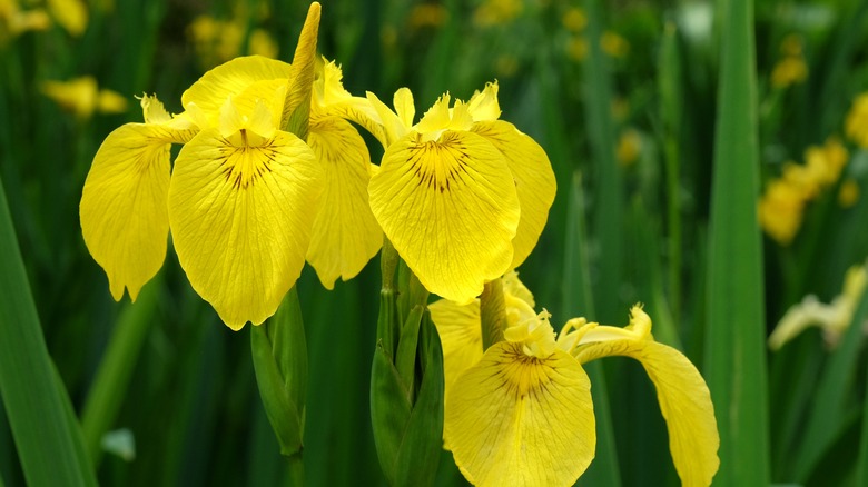 yellow flag iris in bloom