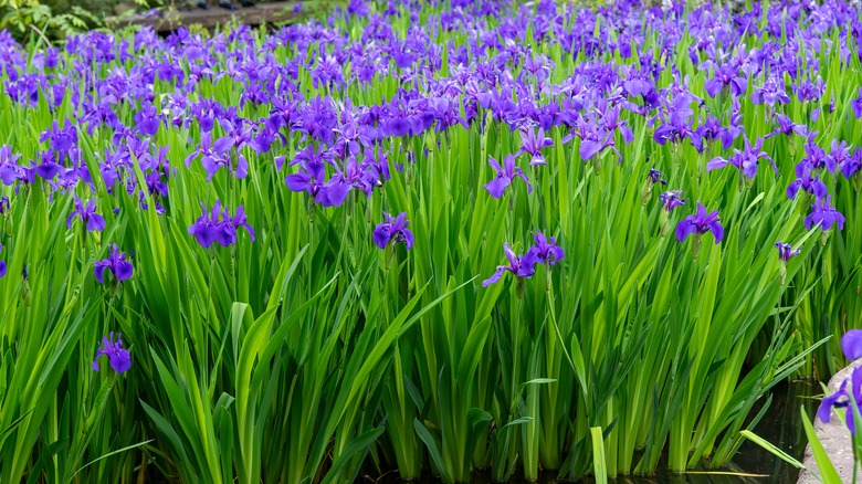 purple Japanese irises in bloom