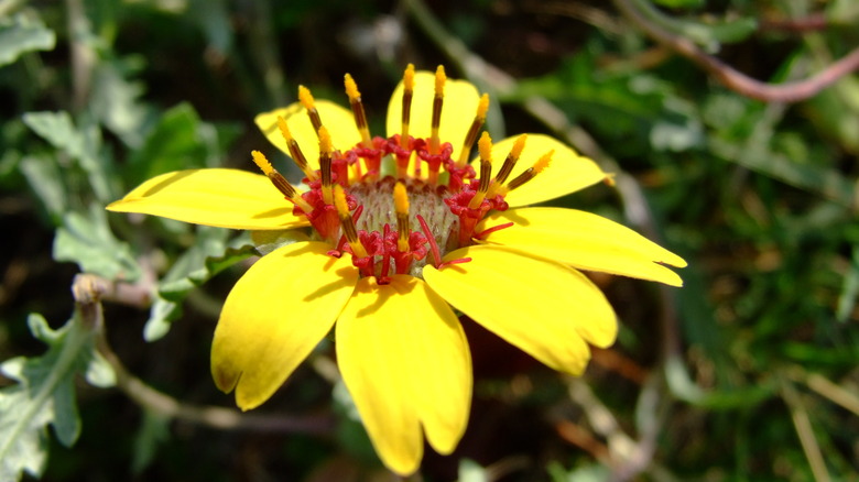 a blooming chocolate flower