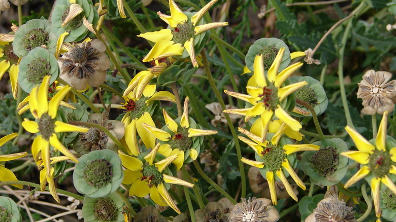 chocolate flowers and seedheads