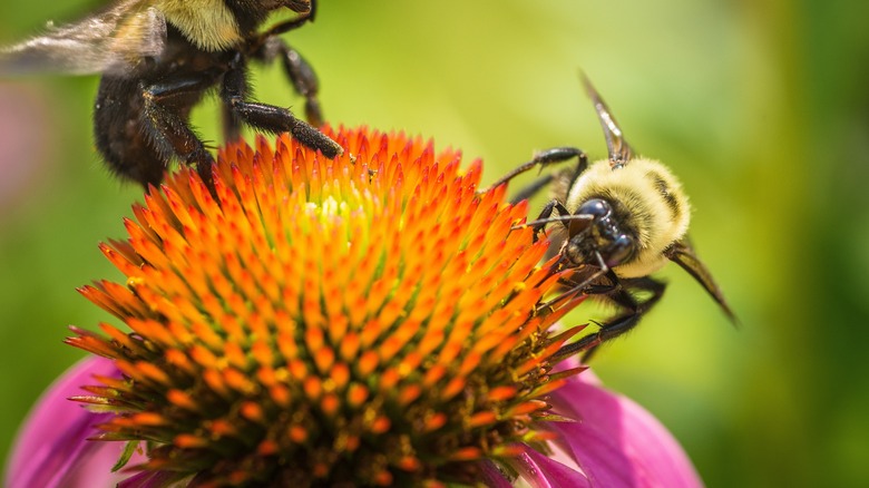 Bees on coneflower