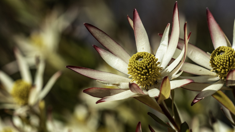 Close up of coneflower