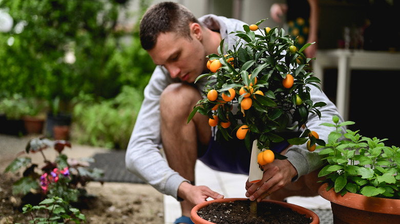 Man planting orange tree