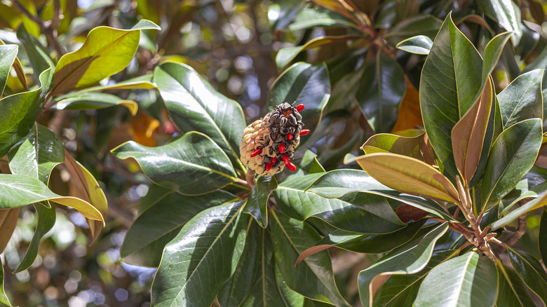 Red seeds of Southern magnolia tree