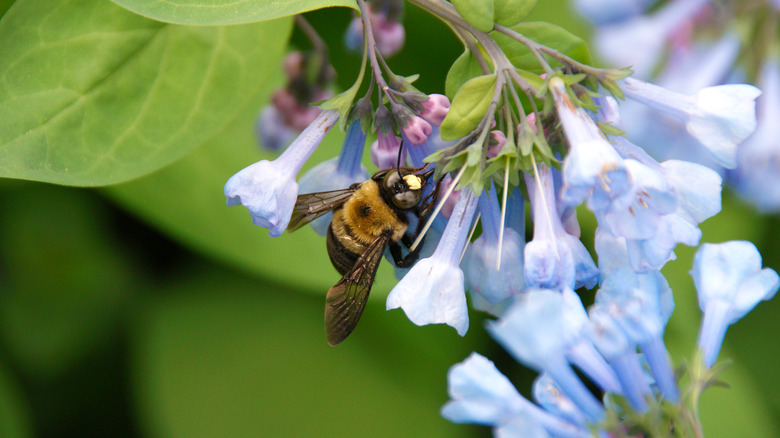 bumblee pollinating Virginia bluebell flower