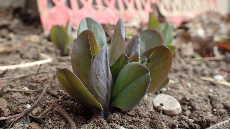 recently planted Virginia bluebell plants