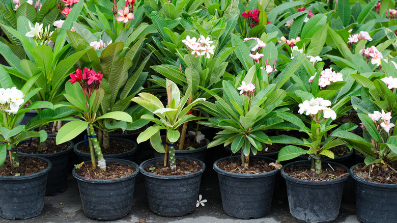 Tips for Growing Plumeria Trees in Containers - Global Ideas