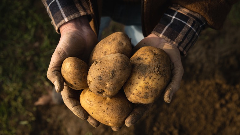 hands holding harvested potatoes