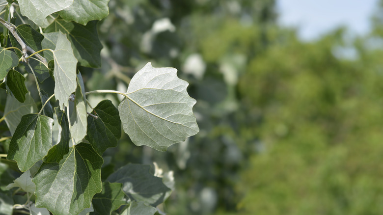 white poplar leaf in landscape