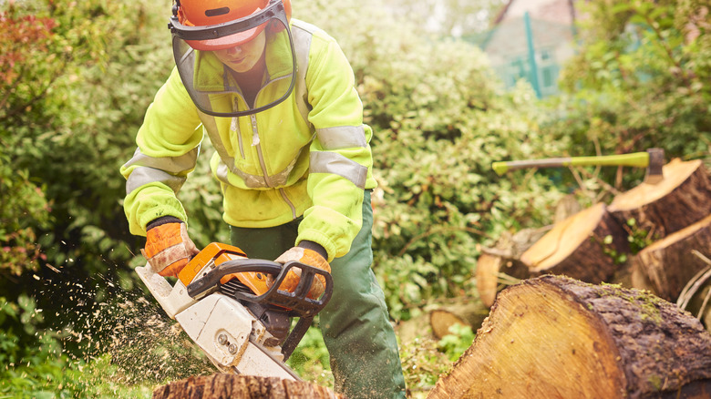 arborist uses chainsaw on tree