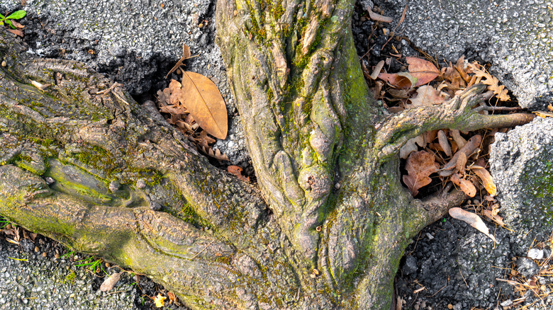 tree roots break asphalt