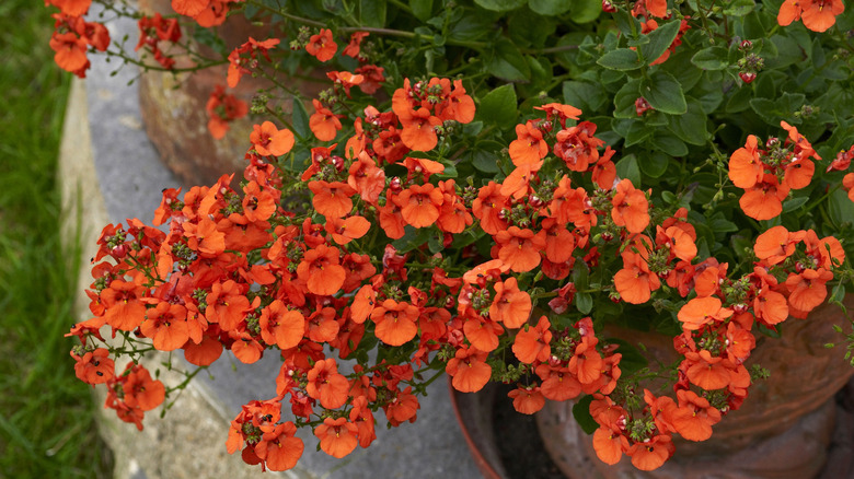 orange Diascia in pot